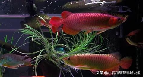 龍魚好養嗎|科學養龍魚：水質飼料及健康